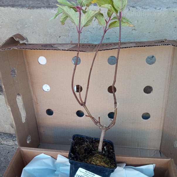 превью изображения отзыва