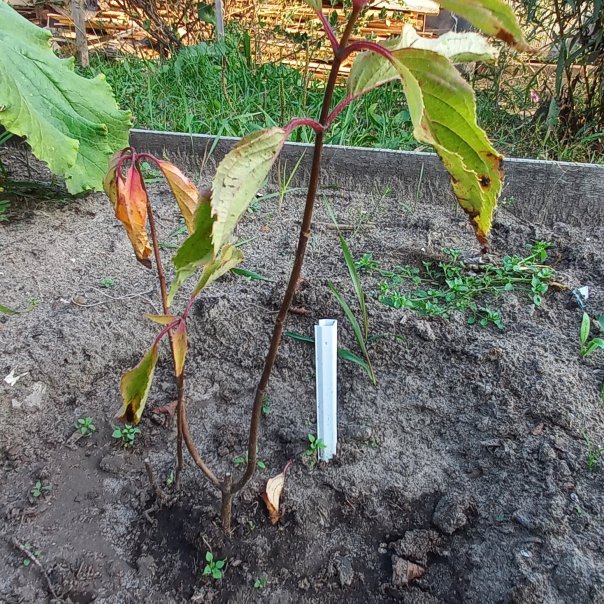 превью изображения отзыва