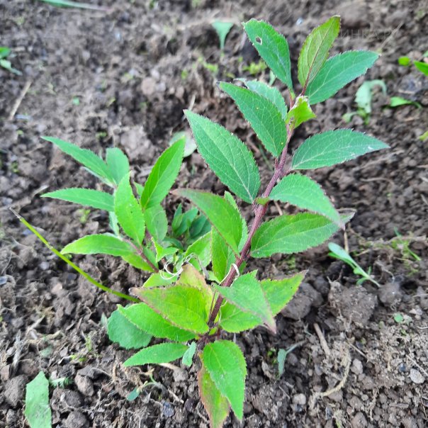 превью изображения отзыва