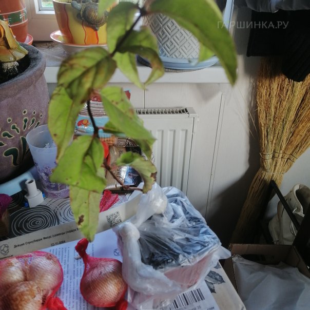 превью изображения отзыва