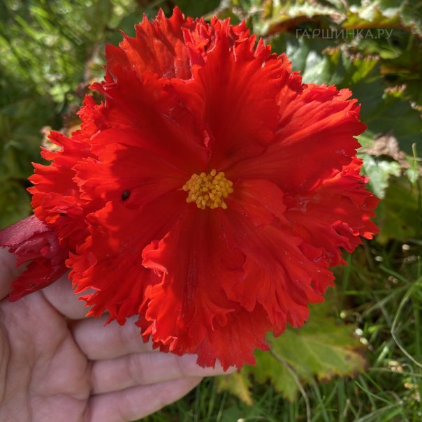 превью изображения отзыва