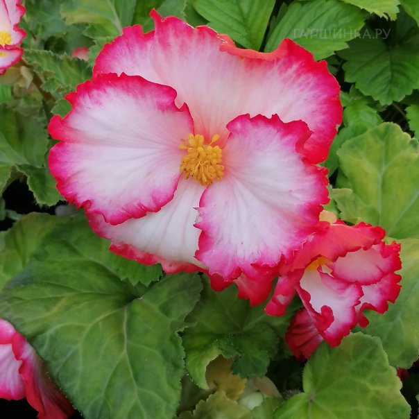 превью изображения отзыва