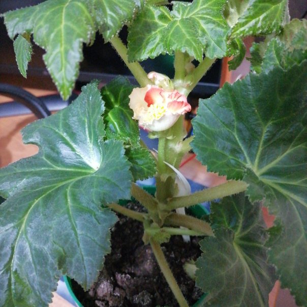 превью изображения отзыва