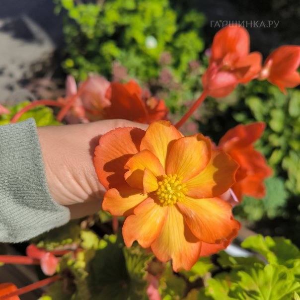 превью изображения отзыва