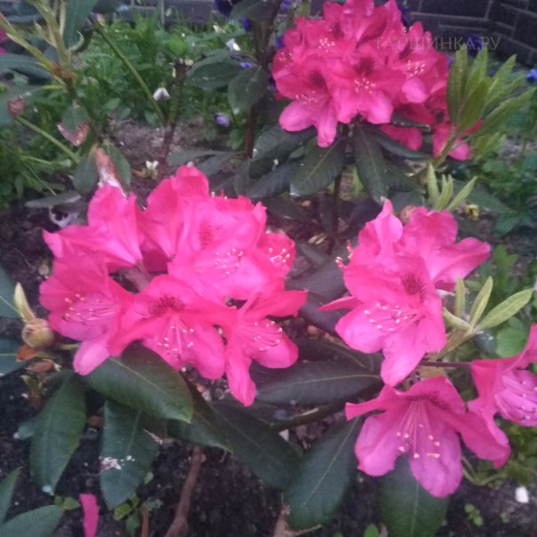 превью изображения отзыва