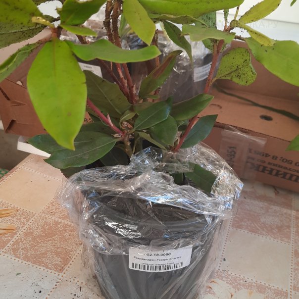 превью изображения отзыва