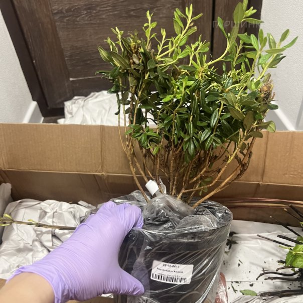 превью изображения отзыва