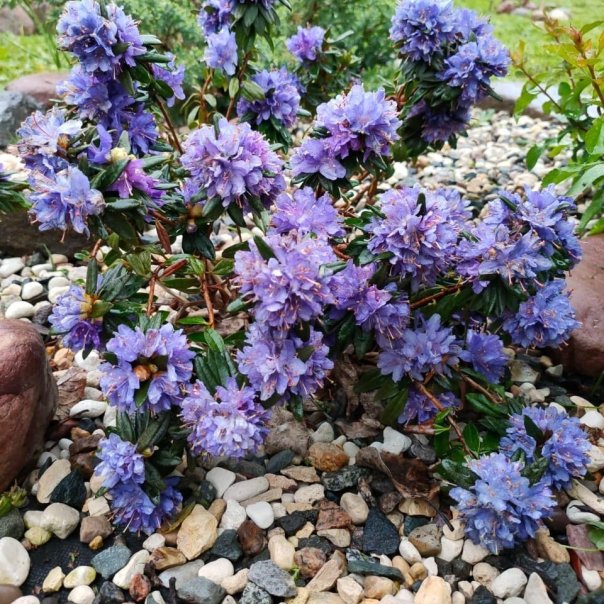 превью изображения отзыва