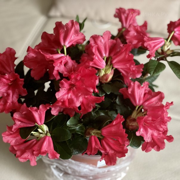 превью изображения отзыва