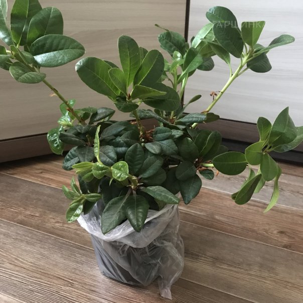 превью изображения отзыва