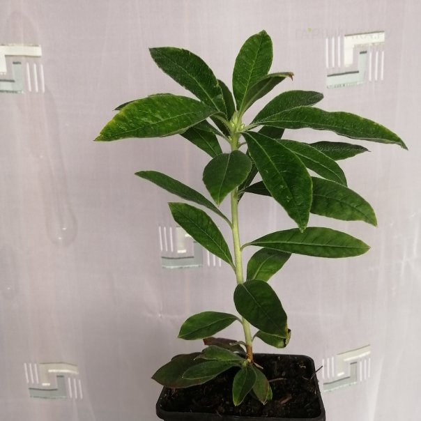 превью изображения отзыва