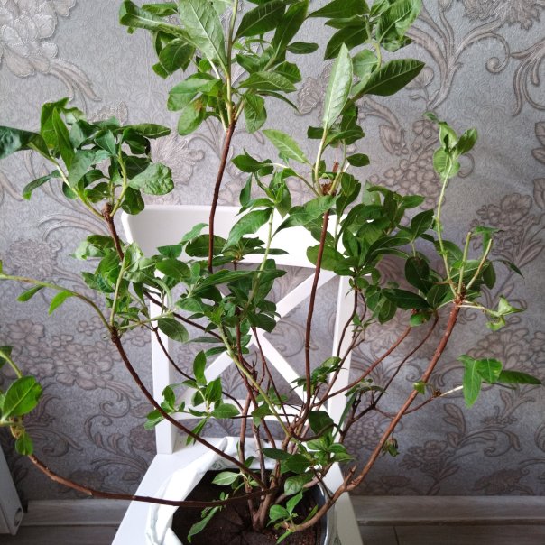 превью изображения отзыва