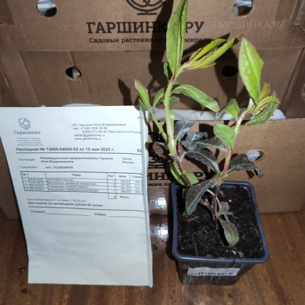 превью изображения отзыва