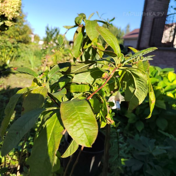 превью изображения отзыва