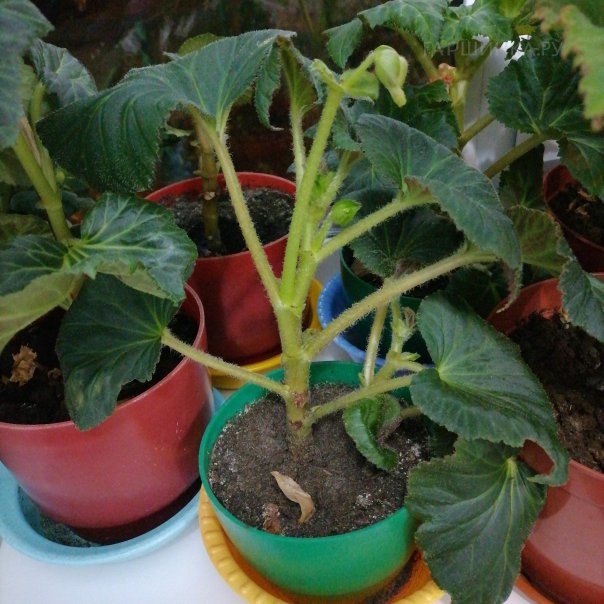 превью изображения отзыва