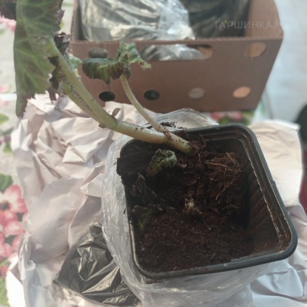 превью изображения отзыва