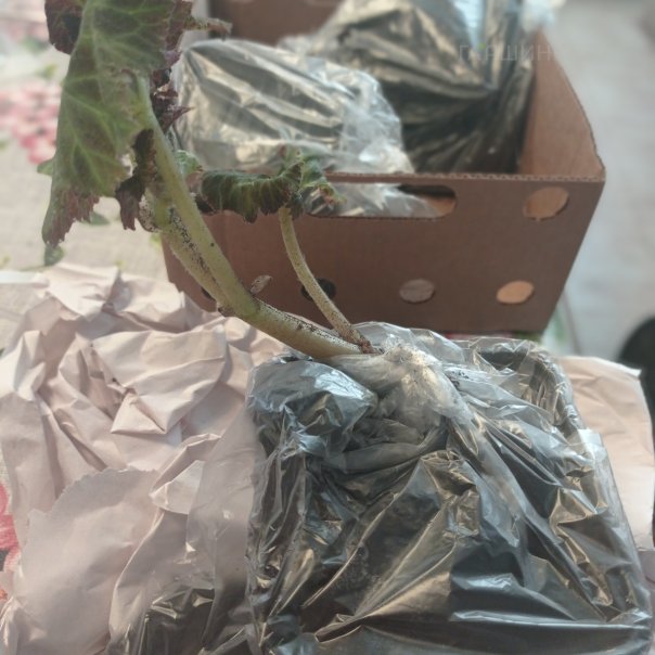 превью изображения отзыва