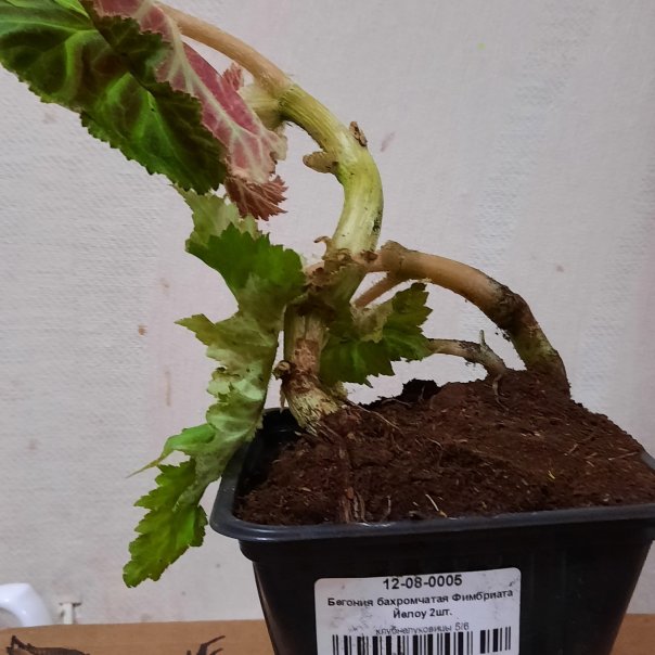 превью изображения отзыва