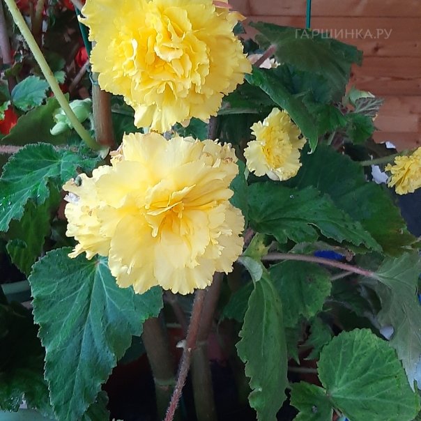 превью изображения отзыва