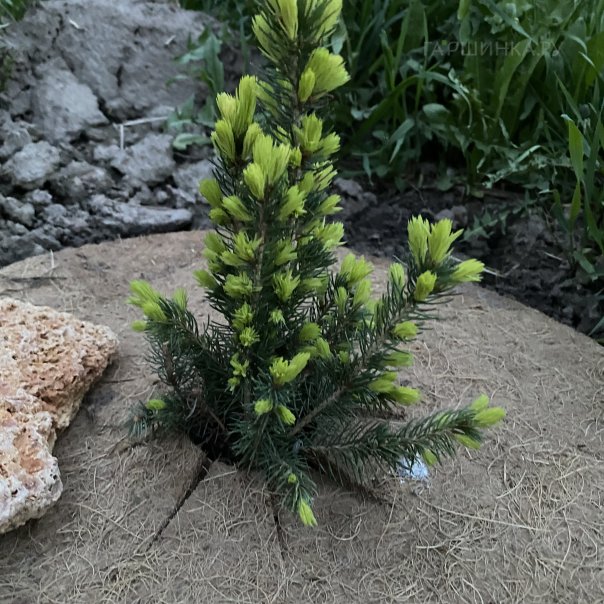 превью изображения отзыва