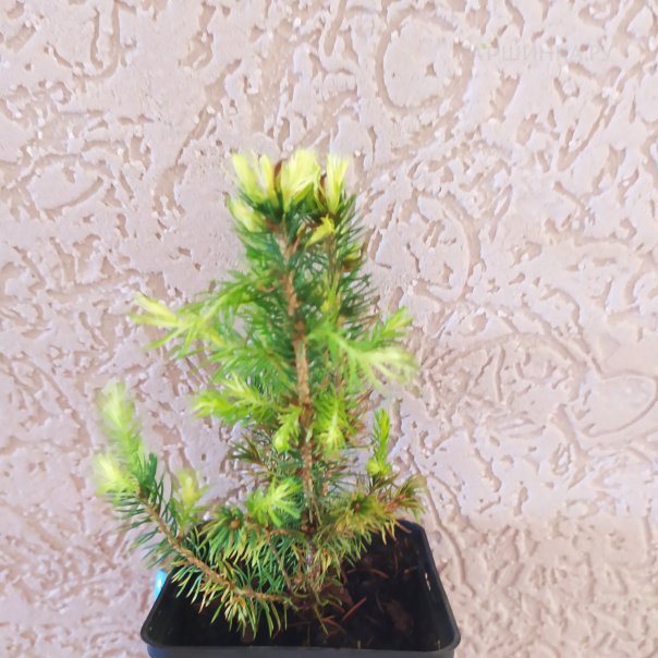 превью изображения отзыва