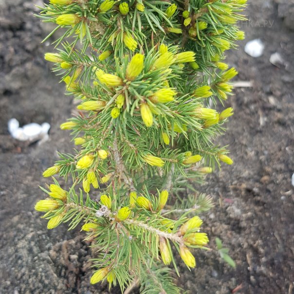 превью изображения отзыва