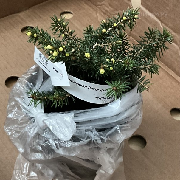 превью изображения отзыва