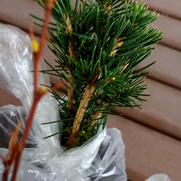 превью изображения отзыва