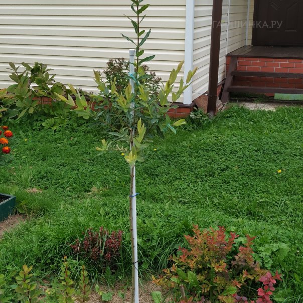 превью изображения отзыва