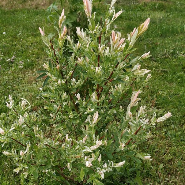 превью изображения отзыва