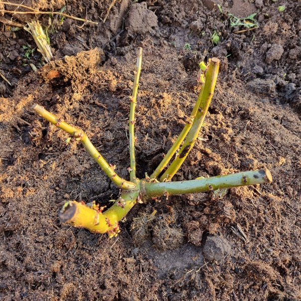 превью изображения отзыва