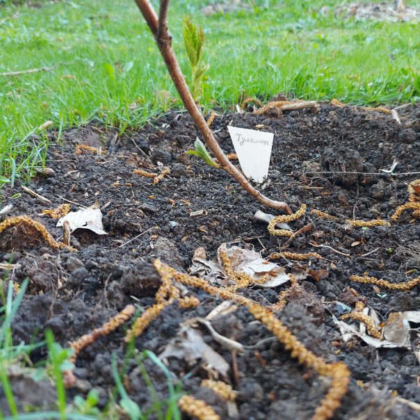 превью изображения отзыва