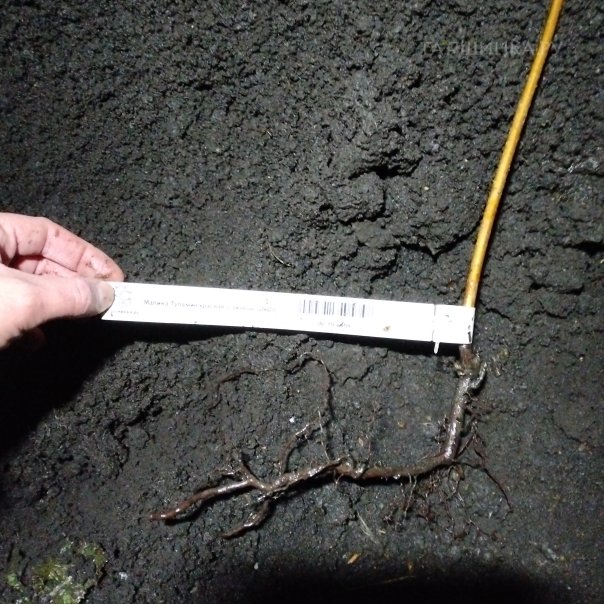 превью изображения отзыва