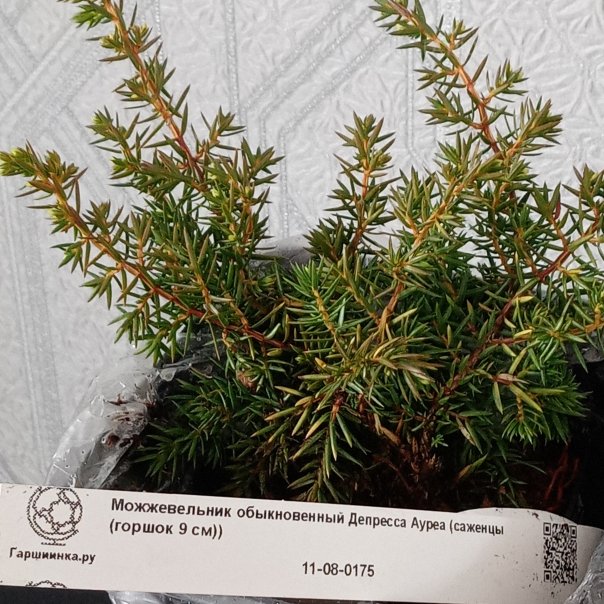 превью изображения отзыва