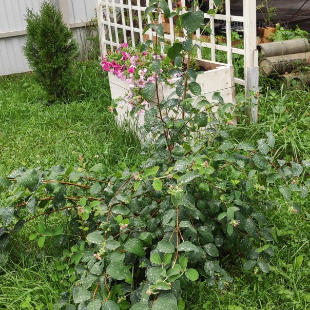 превью изображения отзыва