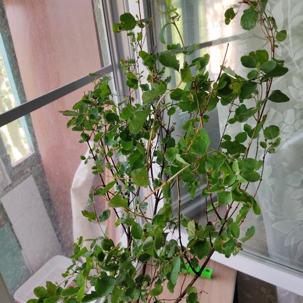 превью изображения отзыва