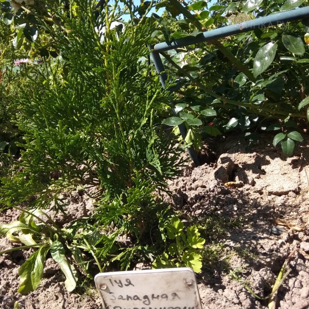 превью изображения отзыва