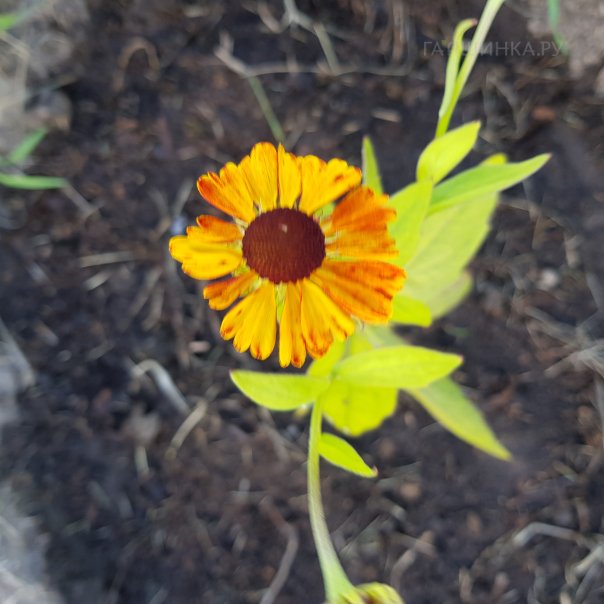 превью изображения отзыва