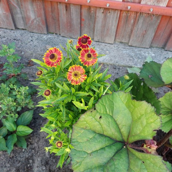 превью изображения отзыва