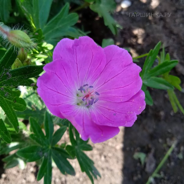 превью изображения отзыва