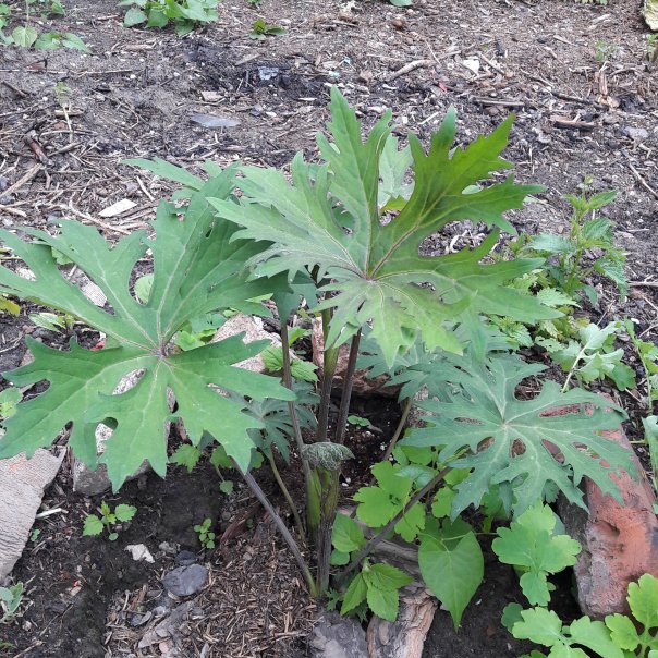 превью изображения отзыва