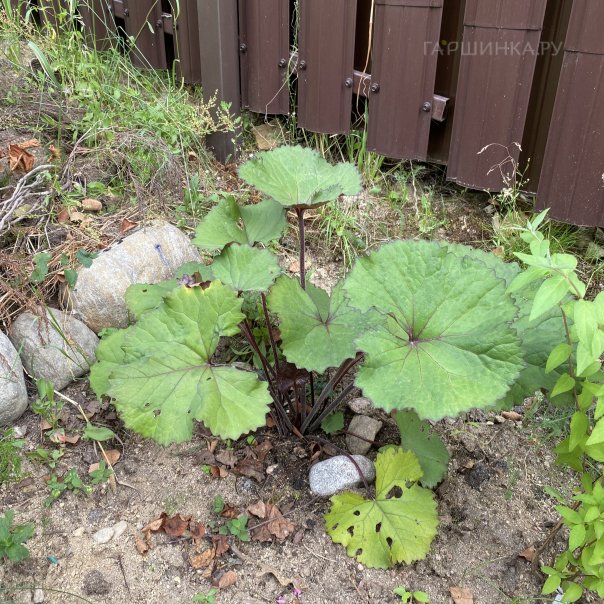 превью изображения отзыва