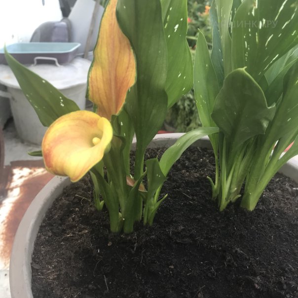 превью изображения отзыва