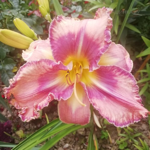 превью изображения отзыва