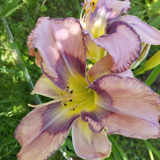 превью изображения отзыва