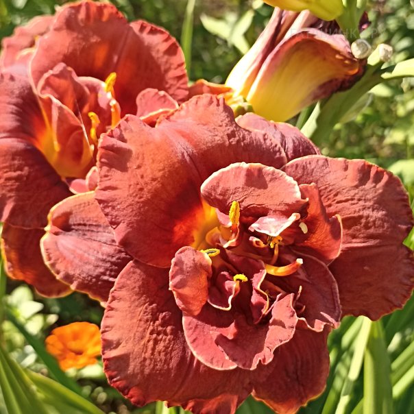 превью изображения отзыва