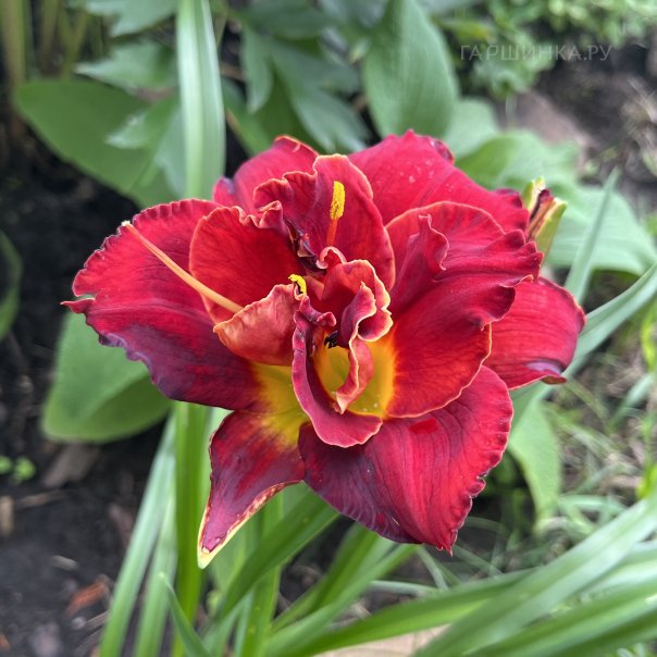 превью изображения отзыва