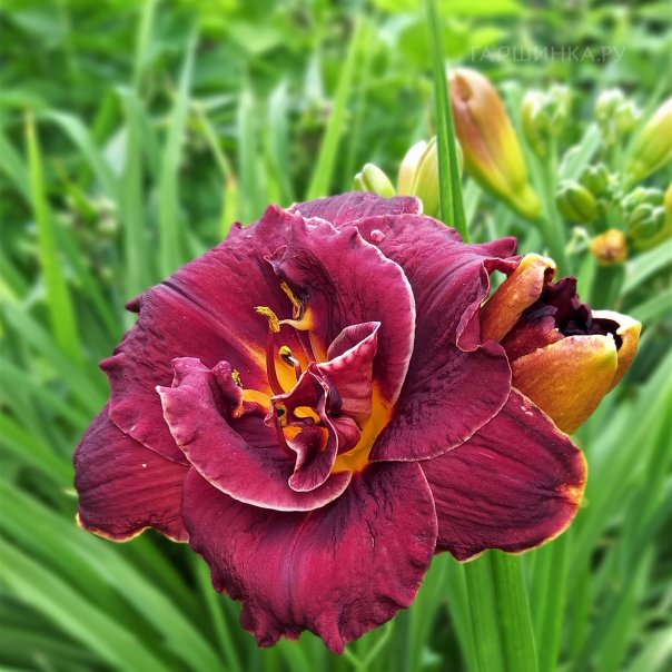 превью изображения отзыва