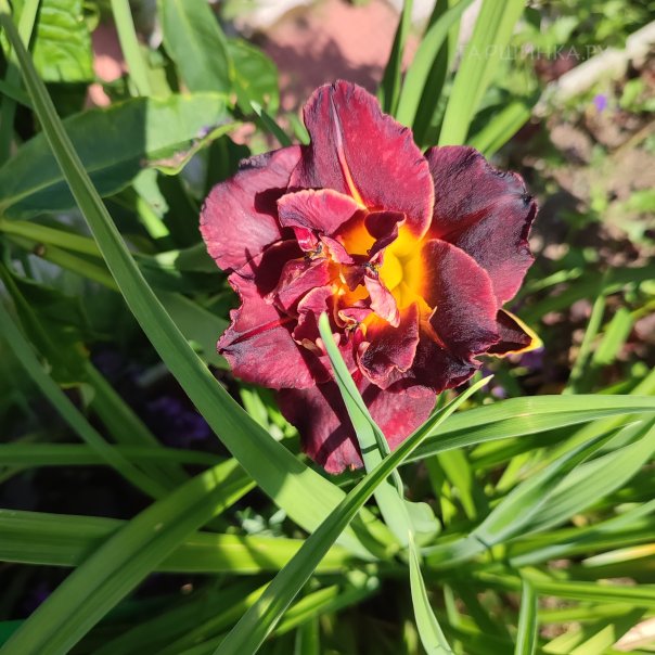 превью изображения отзыва