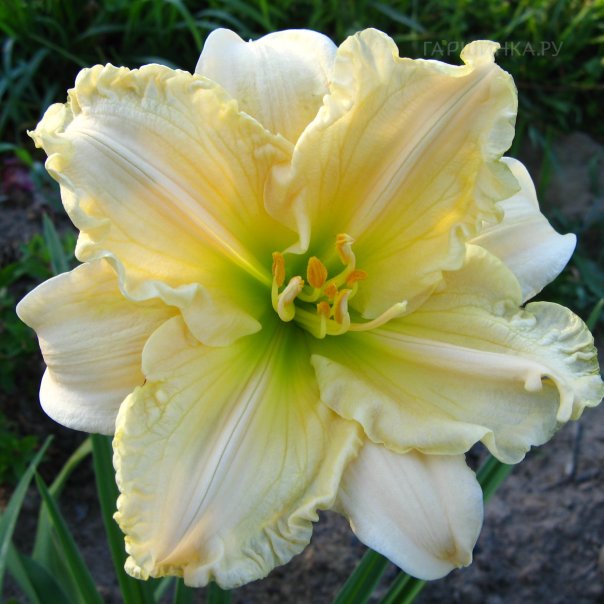 превью изображения отзыва